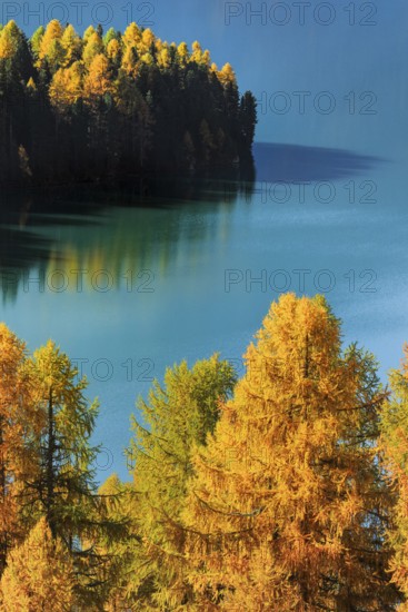 Larch forest around Lake Sils, Upper Engadin, Canton of GraubÃ¼nden, Switzerland