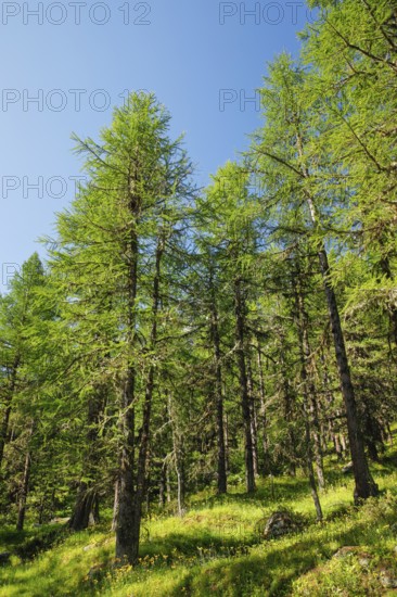 Lichen-covered larch forest in Val d'Hérens, Canton of Valais, Switzerland