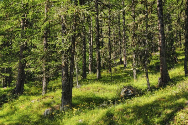 Lichen-covered larch forest in Val d'Hérens, Canton of Valais, Switzerland
