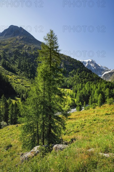 Larch trees in the Arolla Valley with the summit of Mt. Collon in the background, Val d'Hérens, Canton of Valais, Switzerland