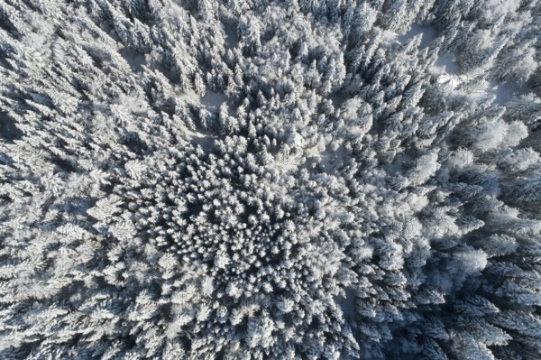 Bird's-eye view of freshly snow-covered spruce forest