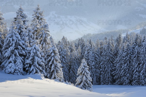Fresh snow-covered spruce forest