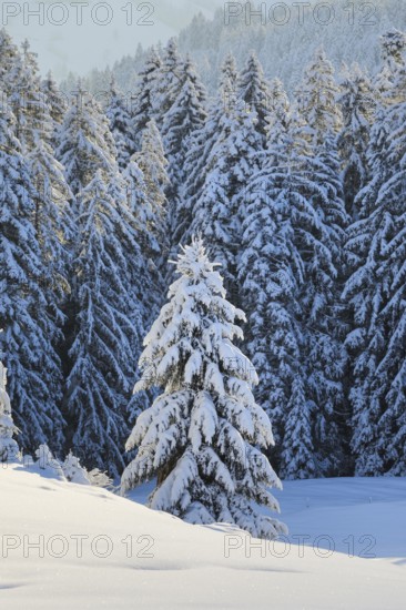 Fresh snow-covered spruce forest