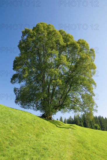 Large lime tree in OberÃ¤geri, Canton of Zug, Switzerland
