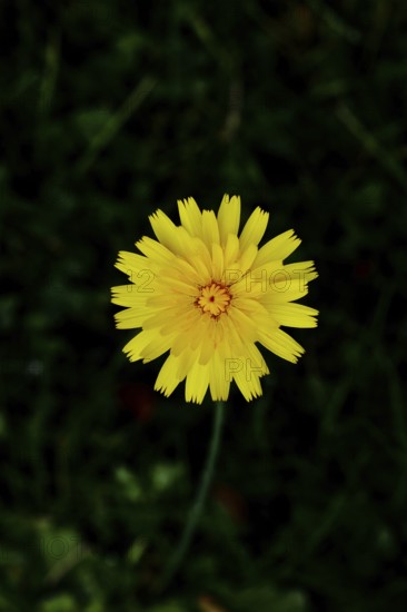 Small hawkweed, also mouse-eared hawkweed or long-haired hawkweed (Hieracium pilosella), medicinal plant used medicinally as a diuretic, in addition, it has a mild psychoactive effect that is compared to that of cannabis, close-up against a black background, Wilnsdorf, North Rhine-Westphalia, Germany