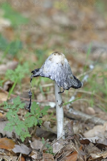 Crested intling (Coprinus comatus) that grows in a green meadow with the gills melting under the hat or turning into a black liquid filled with spores, Wilnsdorf, North Rhine-Westphalia, Germany