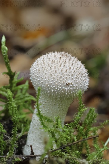 Bottle dust fungus, bottle dust fungus, bottle bovist, bottle bovist (Lycoperdon perlatum, Lycoperdon gemmatum), autumn, Wilnsdorf, North Rhine-Westphalia, Germany