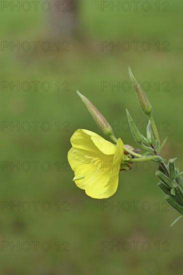Evening primrose (Oenothera biennis), yellow flower in a garden, close-up, Wilnsdorf, North Rhine-Westphalia, Germany