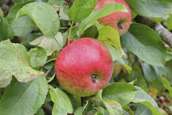 Apple (Malus domestica), red apple, ripe fruit on an apple tree, Wilnsdorf, North Rhine-Westphalia, Germany