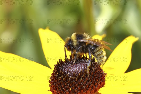 Field cuckoo bumblebee (Bombus campestris), male, collecting nectar from a flower of the yellow coneflower (Echinacea paradoxa), macro photograph, Wilnsdorf, North Rhine-Westphalia, Germany