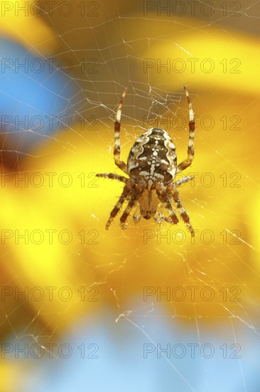 Aculepeira ceropegia, (Araneus ceropegia), macro photograph, spider, arachnid, Wilnsdorf, North Rhine-Westphalia, Germany
