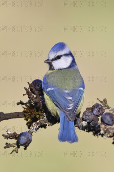 Blue tit (Parus caeruleus), sitting on a branch in a blackthorn bush, (Prunus spinosa), sloes, with ripe fruit, autumn, wildlife, animals, tit family, songbird, birds, Wilnsdorf, North Rhine-Westphalia, Germany
