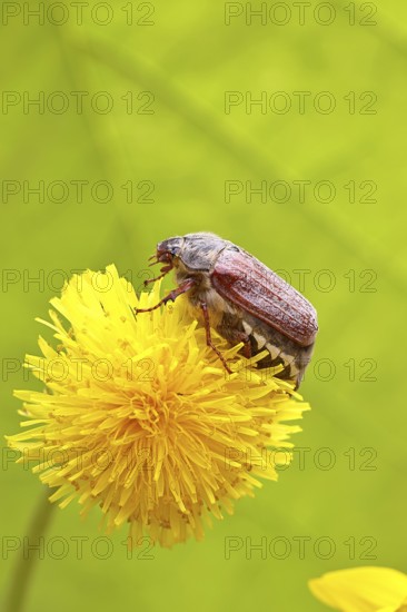 Cockchafer, field cockchafer (Melolontha melolontha), female on a dandelion (Taraxacum) flower, Wilnsdorf, North Rhine-Westphalia, Germany