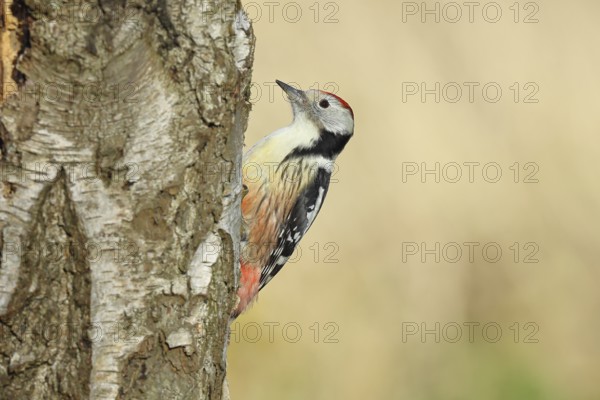 Middle woodpecker (Dendrocopos medius), foraging on the trunk of a common birch (Betula pendula), wildlife, woodpeckers, nature photography, autumn, Wilnsdorf, North Rhine-Westphalia, Germany