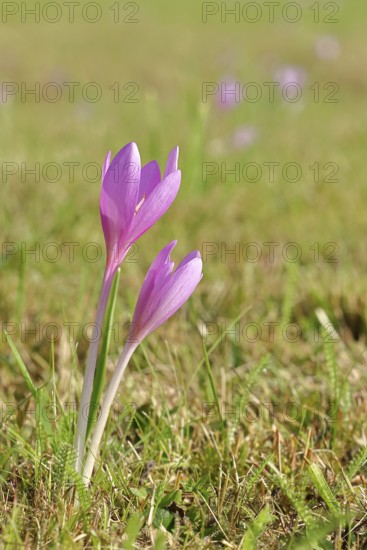 Autumn crosses (Colchicum autumnale), timeless plants (Colchica) half-opened flowers in a meadow, endangered, protected poisonous plant species, native nature, wet meadow, autumn herald, season, autumn, onion plant, poisonous plant, Wilnsdorf, North Rhine-Westphalia, Germany
