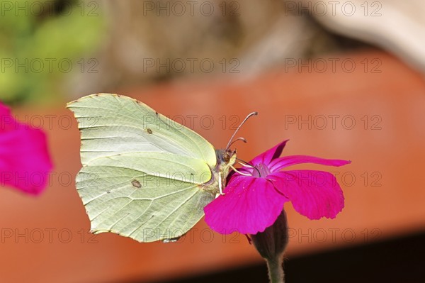 Lemon butterfly (Gonepteryx rhamny) on crown campion (Lychnis coronaria), in a nature garden, Wilnsdorf, North Rhine-Westphalia, Germany
