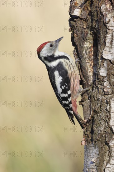 Middle woodpecker (Dendrocopos medius), foraging on the trunk of a common birch (Betula pendula), wildlife, woodpeckers, nature photography, autumn, Wilnsdorf, North Rhine-Westphalia, Germany