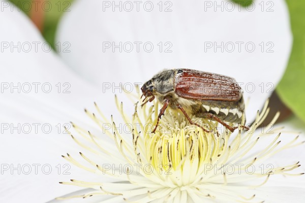 May beetle, field may beetle (Melolontha melolontha), female on the flower of clematis (Clematis), Wilnsdorf, North Rhine-Westphalia, Germany