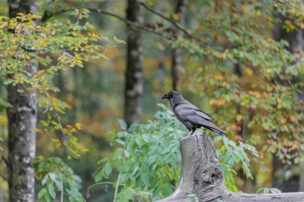 A common raven (Corvus corax) stands at a forest edge on a log