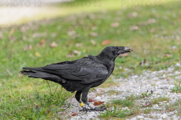 A raven (Corvus corax) stands in a meadow and digs up hidden food