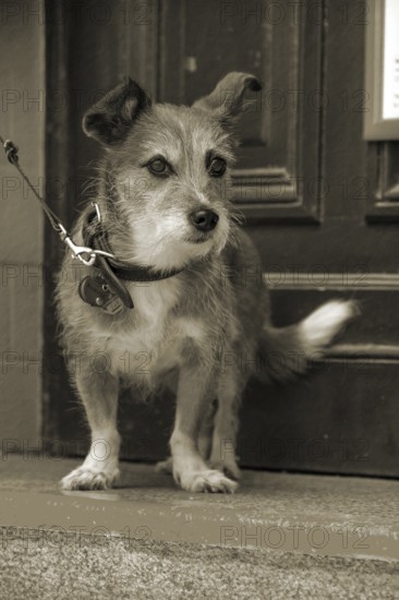Dog, Foxi mix on a leash, cuttlefish, Hanseatic City of LÃ¼beck, Schleswig-Holstein, Germany