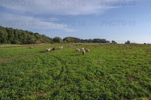 Sheep (Ovis gmelini aries) on a large pasture area, Othenstorf, Mecklenburg-Western Pomerania, Germany