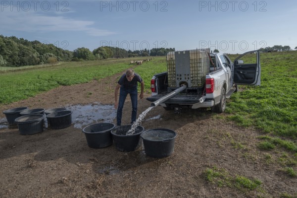 Young shepherd fills water tubs in the pasture for his sheep (Ovis gmelini aries), Othenstorf, Mecklenburg-Western Pomerania, Germany