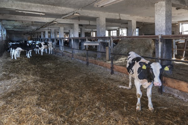 Old cowshed with free-ranging calves, agricultural cooperative, Mecklenburg-Western Pomerania, Germany