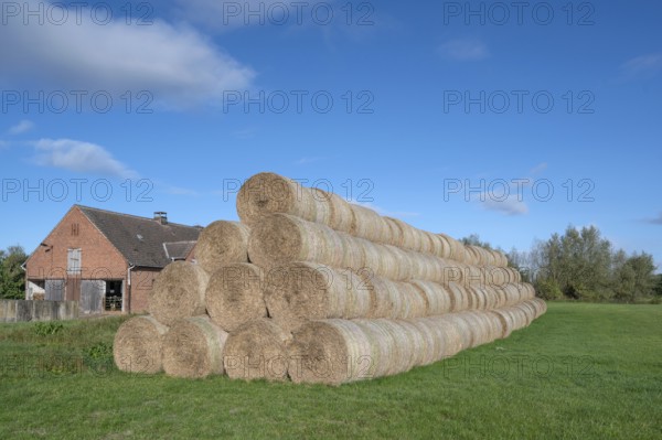 Stacked round straw bales of the agricultural cooperative in a meadow, in the back of the cowshed, Othenstorf, Mecklenburg-Western Pomerania, Germany