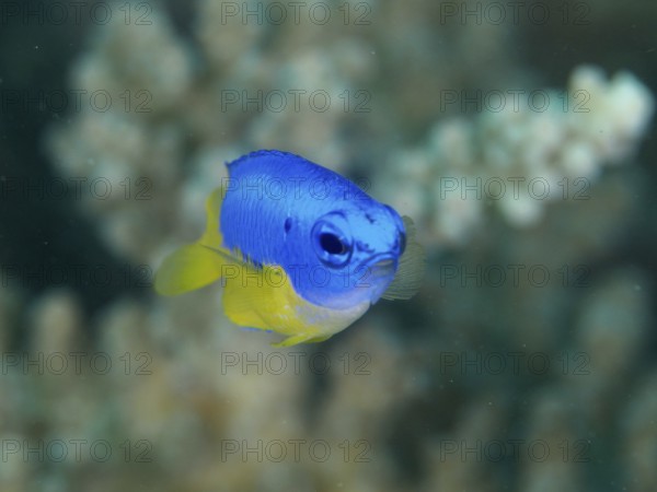 A small blue and yellow fish, Neon Demoiselle (Pomacentrus coelestis), swims in a coral landscape. Twin Reef Dive Site, Penyapangan, Bali, Indonesia