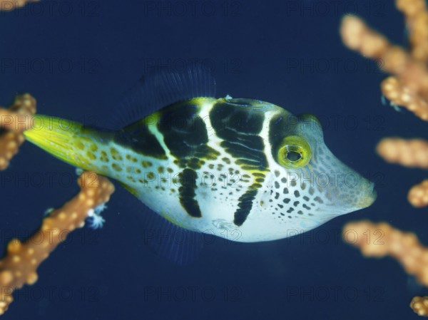 Small filefish, mimicry filefish (Paraluteres prionurus) with yellow-black stripes in blue water next to corals. Spice Reef Dive Site, Penyapangan, Bali, Indonesia