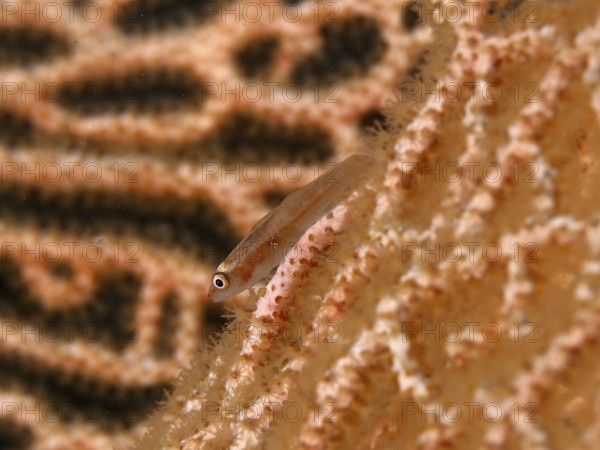 Small transparent-colored fish, Mozambican ghost gown (Pleurosicya mossambica), on a textured coral surface. Twin Reef Dive Site, Penyapangan, Bali, Indonesia