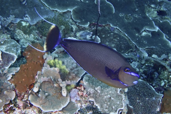 Elegant masked nose doctorfish (Naso vlamingii) swims across colorful coral scenery in the ocean. SD Dive Site, Nusa Ceningan, Nusa Penida, Bali, Indonesia
