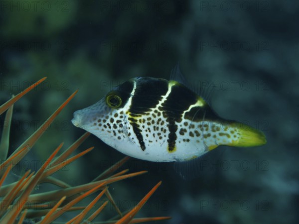 Small filefish, mimicry filefish (Paraluteres prionurus) with black-yellow stripes swims next to orange spines. Spice Reef Dive Site, Penyapangan, Bali, Indonesia
