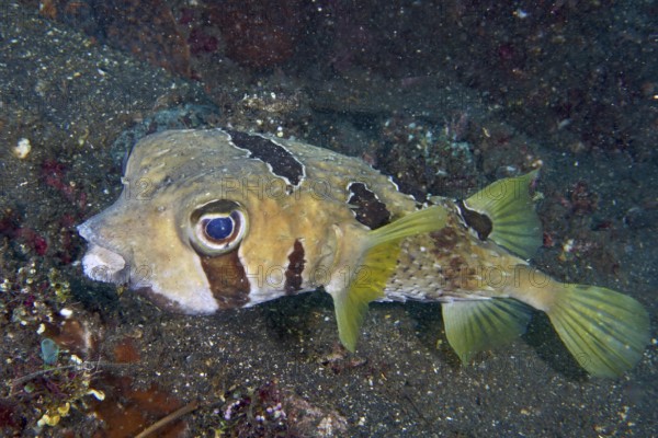 A masked hedgehog fish (Diodon liturosus) swims across sandy seabed. USAT Liberty Dive Site, Tulamben, Bali, Indonesia