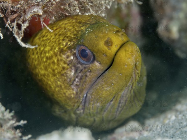 A moray eel, marble moray (Gymnothorax undulatus) looks out from under a rocky outcrop with an intensive look. Spice Reef Dive Site, Penyapangan, Bali, Indonesia