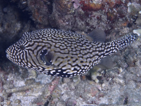 Map pufferfish (Arothron mappa) with complex black and white pattern in an underwater environment. Spice Reef Dive Site, Penyapangan, Bali, Indonesia