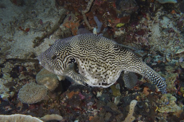 A large patterned pufferfish, map pufferfish (Arothron mapa) in black and white, swims above the seabed. SD Dive Site, Nusa Ceningan, Nusa Penida, Bali, Indonesia