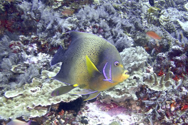 An exotic fish with shades of blue and yellow, Quran angelfish (Pomacanthus semicirculatus), swims along the reef. SD Dive Site, Nusa Ceningan, Nusa Penida, Bali, Indonesia