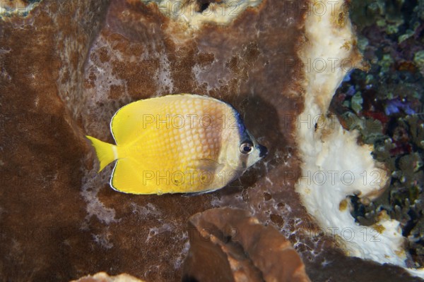 A yellow-blue small butterflyfish (Chaetodon kleinii) swims in front of a brown sea sponge. Toyapakeh Dive Site, Nusa Ceningan, Nusa Penida, Bali, Indonesia