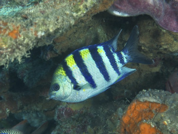 A striped Indo-Pacific sergeant (Abudefduf vaigiensis) with blue and yellow colors swims near corals. Close Encounters dive site, Permuteran, Bali, Indonesia