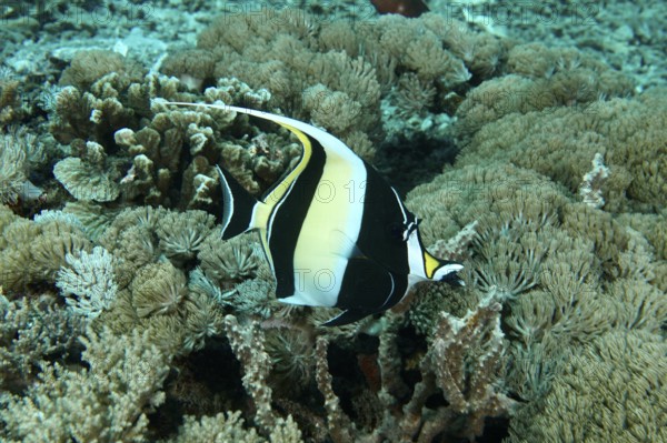A black-yellow-white halter fish (Zanclus cornutus) swims between corals in the sea. SD Dive Site, Nusa Ceningan, Nusa Penida, Bali, Indonesia