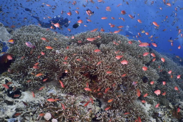 A colorful flock of jewels of sea bass (Pseudanthias squamipinnis) moves across a coral reef in blue water. Diver in the background. SD Dive Site, Nusa Ceningan, Nusa Penida, Bali, Indonesia