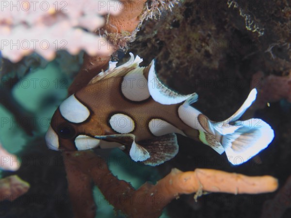 A spotted brown-white fish, Harlequin sweet lip (Plectorhinchus chaetodonoides) juvenile, swims near corals in the sea. Close Encounters dive site, Permuteran, Bali, Indonesia