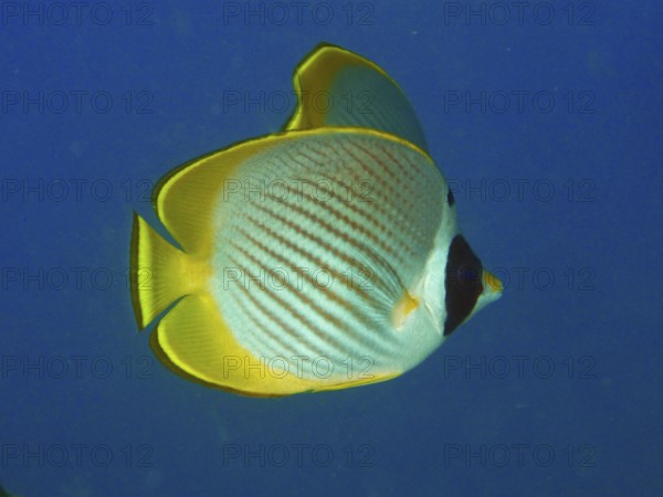 A yellow-black panda butterflyfish (Chaetodon adiergastos) swims in a clear blue ocean. Pidada Dive Site, Penyapangan, Bali, Indonesia