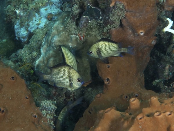 Web Prussian fish (Dascyllus reticulatus) in front of brown sea sponge. Spice Reef Dive Site, Penyapangan, Bali, Indonesia