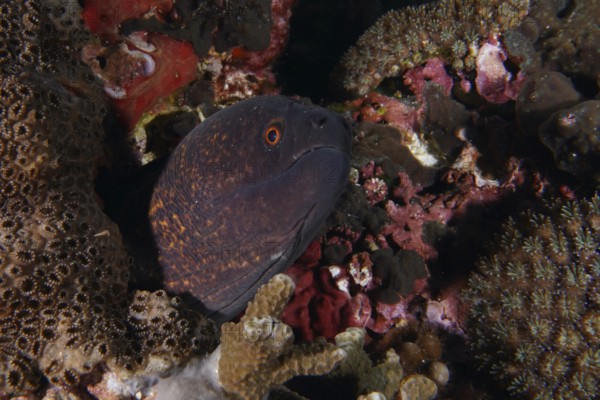 A moray eel, sooty head moray (Gymnothorax flavimarginatus), hides among corals in the reef. Toyapakeh Dive Site, Nusa Ceningan, Nusa Penida, Bali, Indonesia