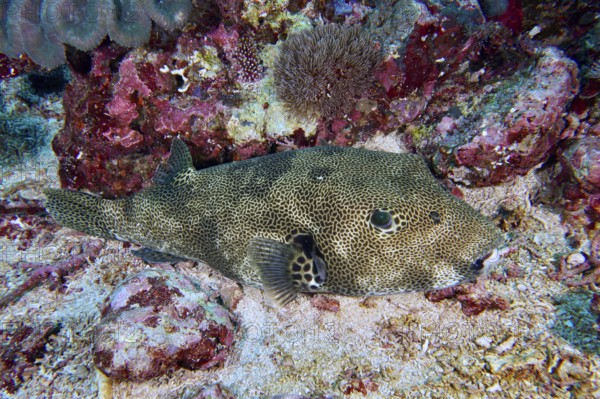 A blowfish, giant pufferfish (Arothron stellatus), lies well camouflaged on the sandy seabed. Toyapakeh Dive Site, Nusa Ceningan, Nusa Penida, Bali, Indonesia