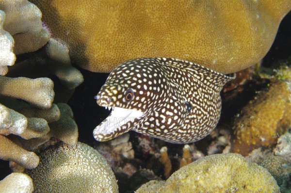 A spotted moray eel, pearl moray, white-mouthed moray (Gymnothorax meleagris), between colorful corals in the reef. Coral Garden Dive Site, Menjangan, Bali, Indonesia