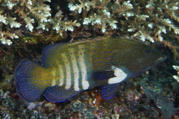 Blue peacock grouper (Cephalopholis argus) with spots in a coral landscape. Gamat Bay Dive Site, Nusa Ceningan, Nusa Penida, Bali, Indonesia
